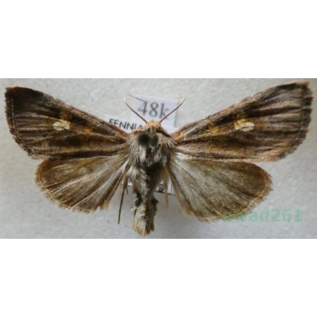 Amphipoea oculea (Linnaeus, 1761) Paciepnica korzeniówka Finland48k